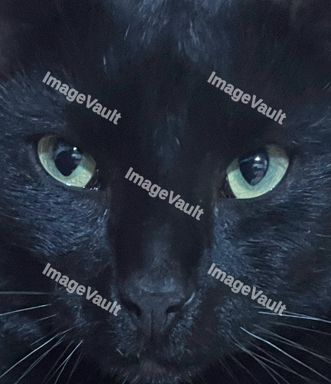 Close Up Black Cat